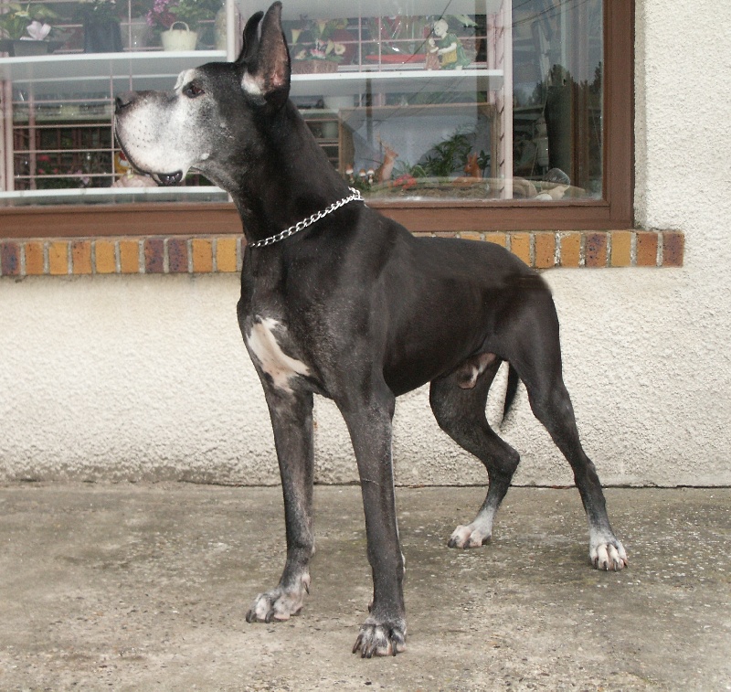 Lord du domaine de Sultan