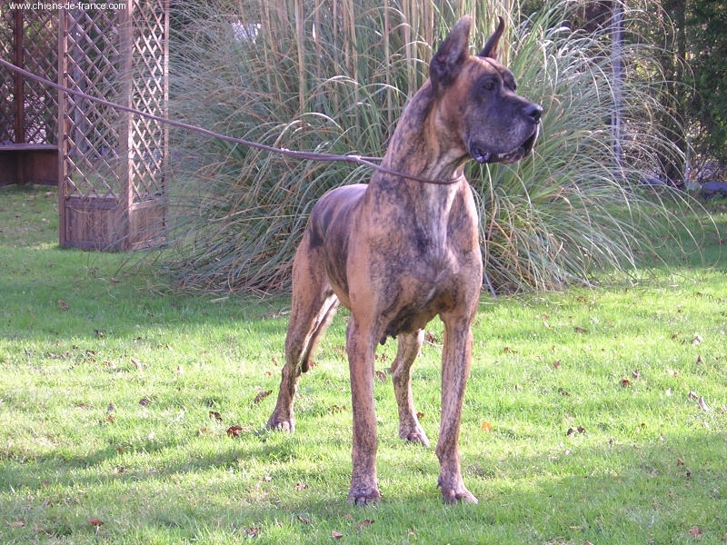 CH. Persane du domaine de Sultan