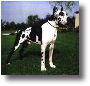 CH. Dinky du domaine de Sultan