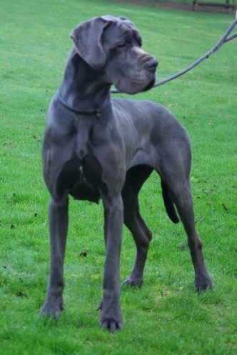 Freya du domaine de Sultan